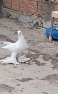لوطی زور ایاخ نر