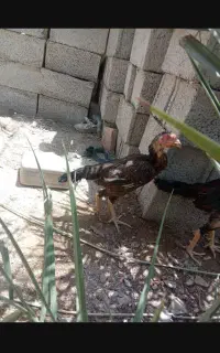 مامله با مرغ عشق