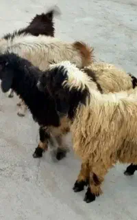 فروش ۴ تا بره نر و ۴ تا میش