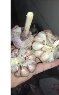 سیر محلی درشت