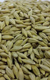 جو خارجی