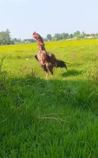 خروس لاری