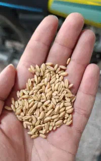 گندم درجه یک بوجاری