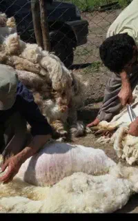 پشم چینی گوسفند حرفه‌ای و سریع