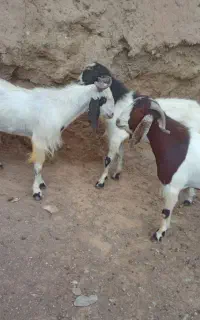 نربز