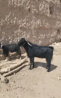 کل افغان