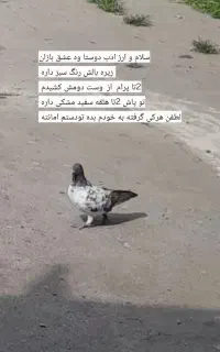 کبوتر 2تا کشیدن به شب دیگه نیومدن
