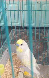 مرغ عشق عسلویه