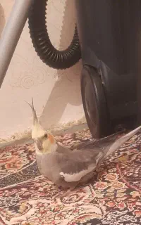 گمشده