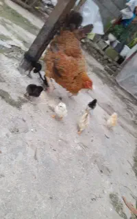 قو غاز .کلشکن با جوجه .بچه قو غاز
