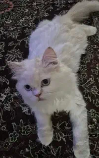 گربه پرشین نر