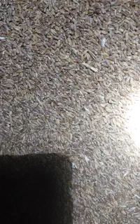 گندم ادورا