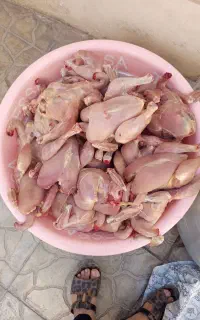 مرغ دانه 550هزار