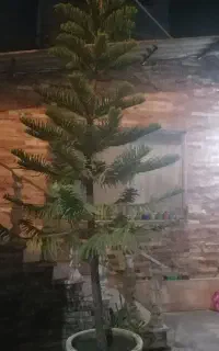 چنار مطبق