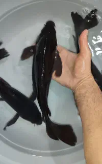 ماهی کوی بلک باله بلند