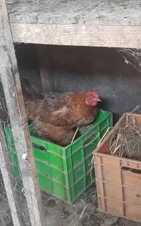 مرغ و خروس محلی