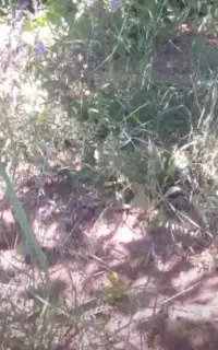 فروش باغ