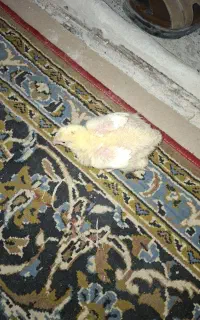 کارگرمرغداری