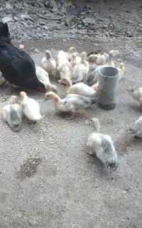 جوجه اردک صحیح سالم معاوضه با مرغ محلی