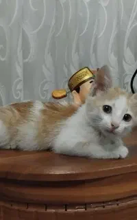 واگذاری گربه