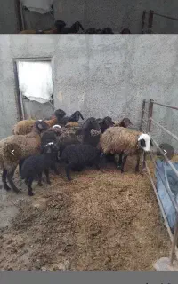 فروش پهن گوسفند خشک و درجه یک