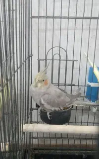 دو عدد عروس هلندی مولد