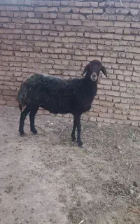 ۵عدد میش  جوان نقد و ۱ماه  بفروش میرسد