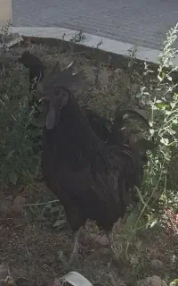 خروس ایام سمانی