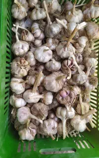 بذرسیر