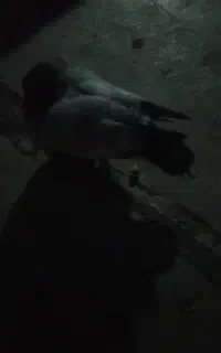 کبوتر