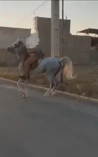 مادیان کرد پر خون درشت شیش دنگ