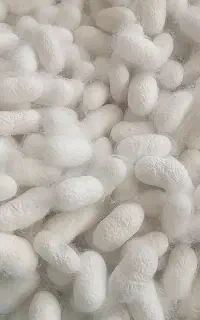 پیله ابریشم