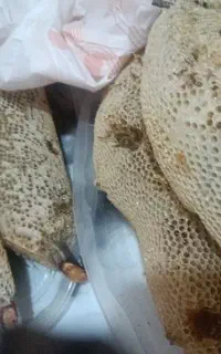 عسل طبیعی باشاخه حدود25کیلودارم