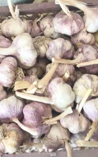 سیر قرمز