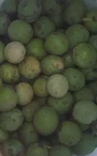 گردوتازه