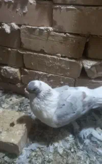کفتر