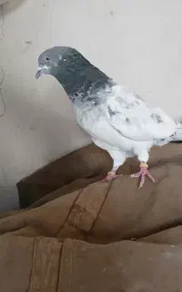 کبوتر