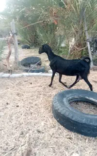 بزشیری خشگل شاخ گلدونی پوزعقابی نژاده دوقلویی