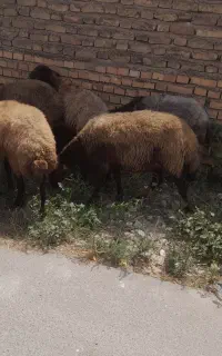 ۸راس گوسفند داشتی