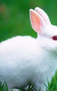 ۱۰ عدد خرگوش خوشرنگ