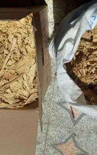 برگ محمود احمدی