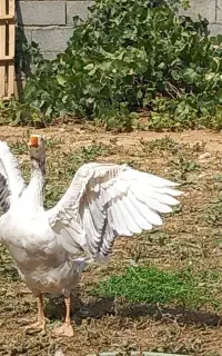 غاز نر و ماده