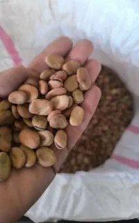 بذر باقله