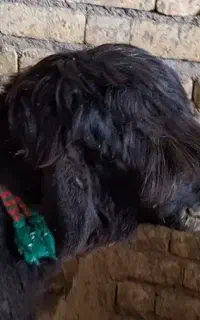 بره قوچی درجه یک