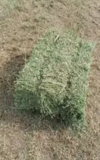 یونجه درجه یک‌