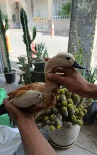 اردک نژاد دار