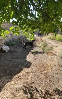 سگ نگهبان
