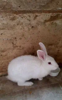 خرگوش سفید خوشگل باهوش
