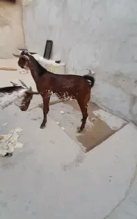 نری