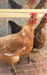 مرغ محلی تخم گذار